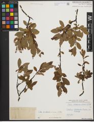 Foto von Salix waldsteiniana Willd.